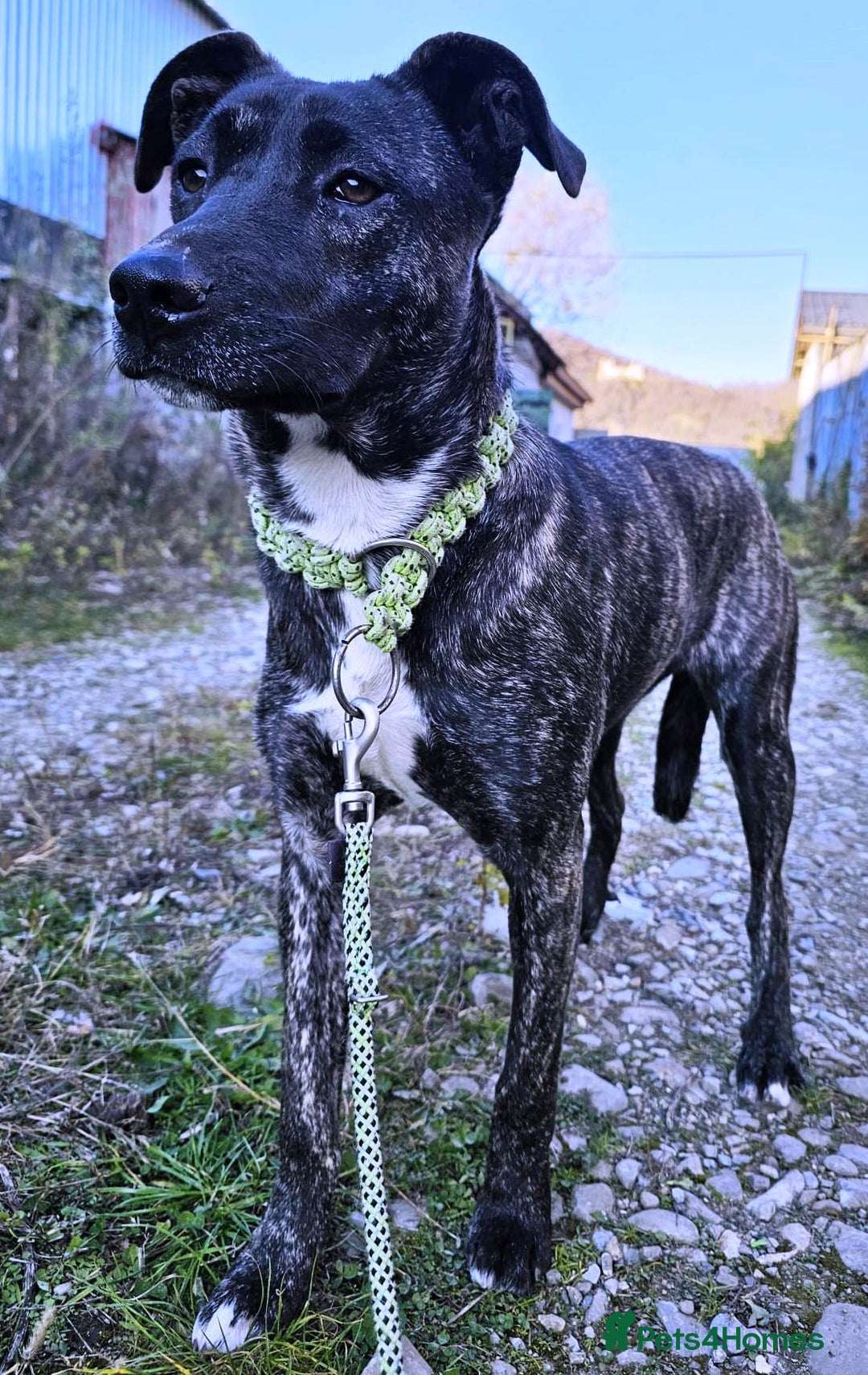 Mixed Breed dogs for adoption: A Beautiful and Gentle Girl - for a Loving Home - Image 9