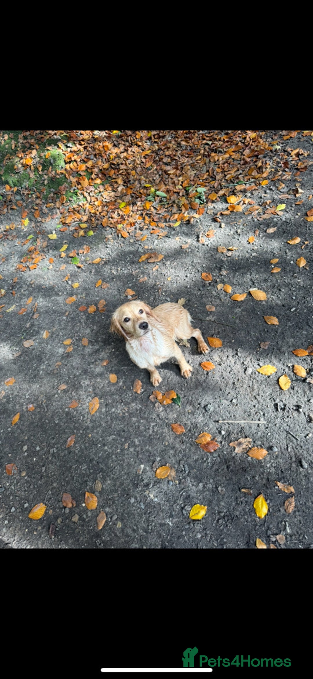 Cocker Spaniel dogs for sale: 5 gorgeous cocker spaniel puppies - Image 32