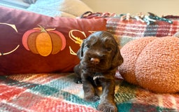 Cocker Spaniel dogs for sale: Beautiful Show Type Cocker Spaniel Puppies - Image 6