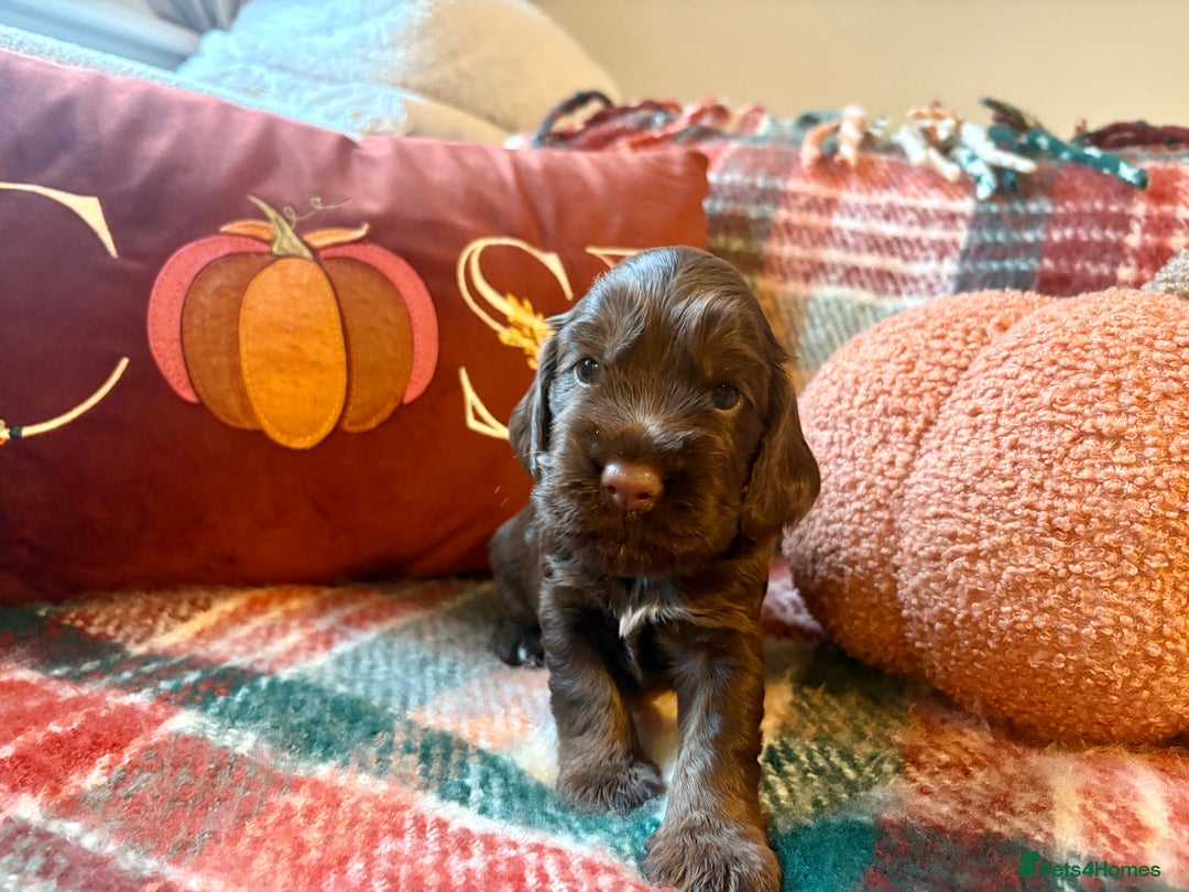 Cocker Spaniel dogs for sale: Beautiful Show Type Cocker Spaniel Puppies - Image 6