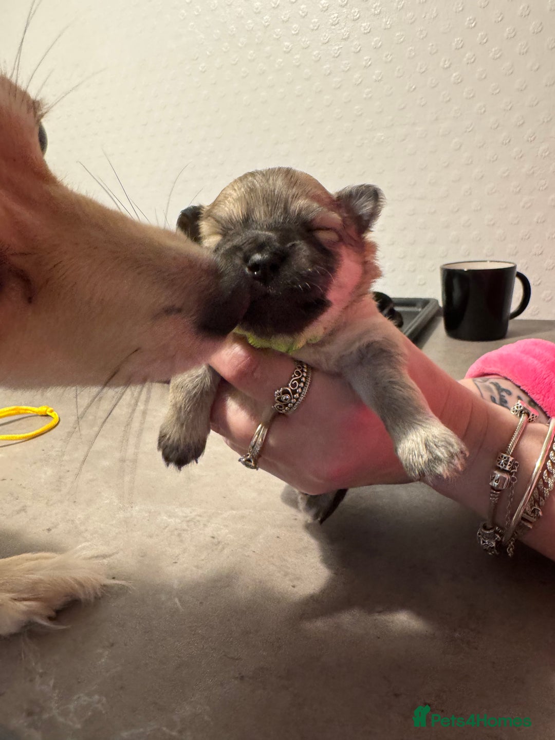 Chiweenie dogs for sale: 5 Beautiful Chiweenie Puppies - Image 12