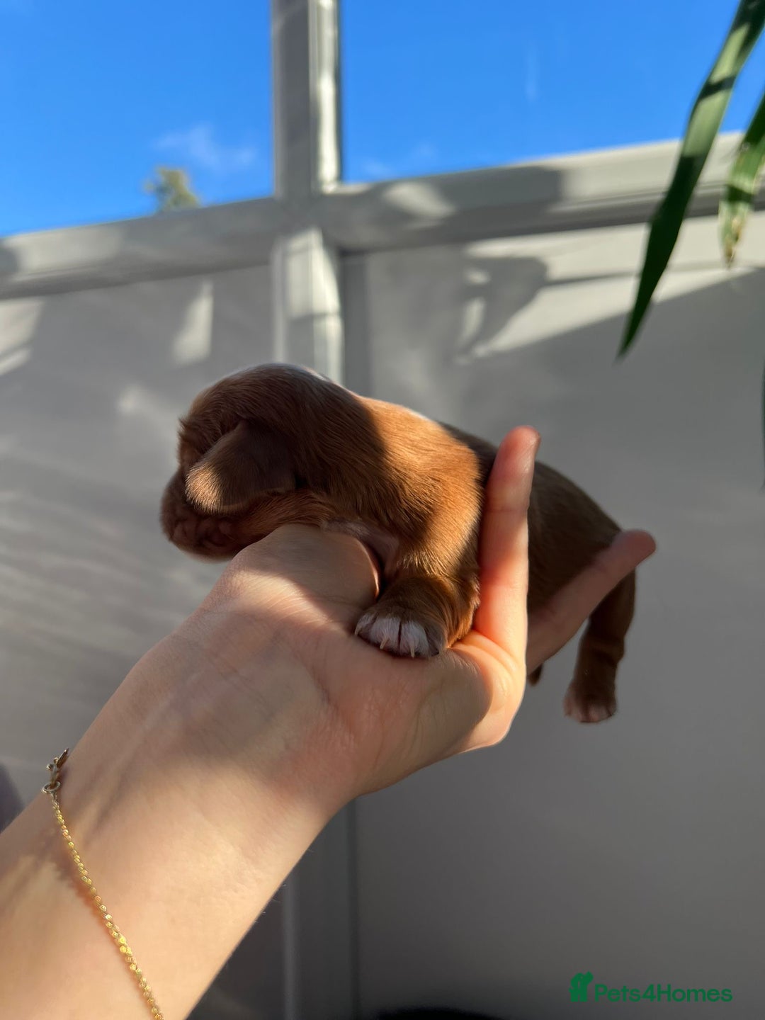 Cocker Spaniel dogs for sale: Show Type Cocker Spaniels. - Advert 18