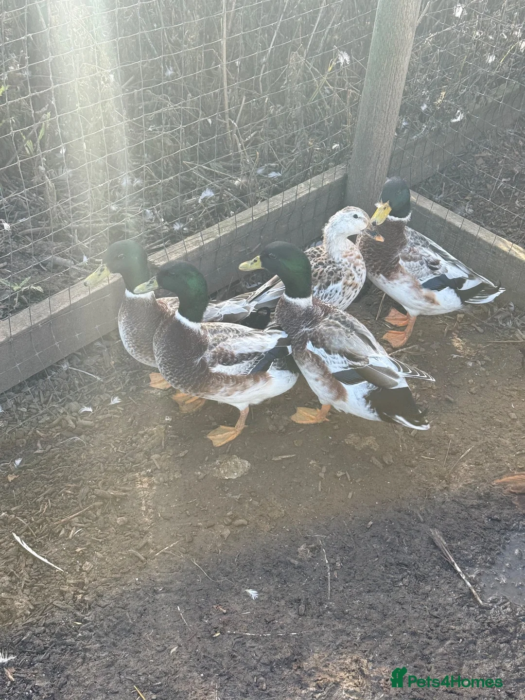 Ducks poultry for sale: Appleyard Ducks - Pair (plus others) - Advert 2