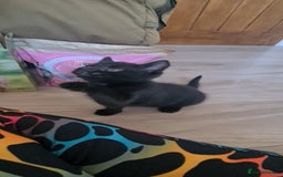 British Shorthair cats for sale: Lovely 1 black and 2 black & white kitten - Image 16