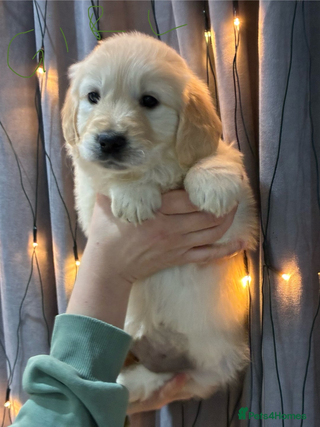 Golden Retriever dogs for sale: Golden Retriever puppies - Advert 4