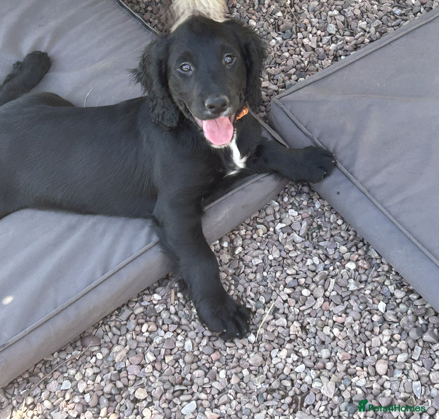 Cocker Spaniel dogs Working Cocker Spaniel pups - excellent pedigree - Advert 2