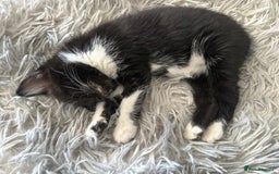 Bengal cats for sale: Beautiful kitten - Advert 3