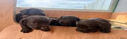 Sprocker dogs for sale: Sprocker Spaniel Puppies in Dunfermline - Advert 6