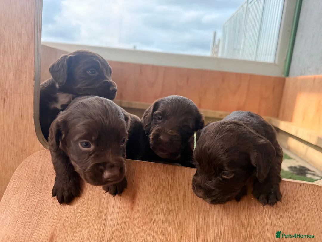 Sprocker dogs for sale: Sprocker Spaniel Puppies in Dunfermline - Advert 6