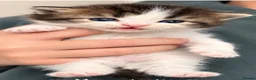 Persian cats for sale: Half Persian kittens  - Advert 7