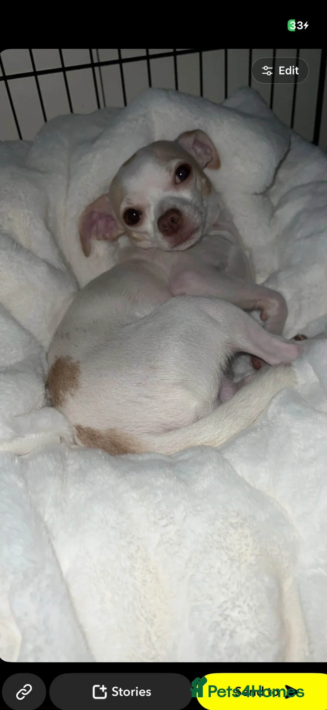 Chihuahua dogs for stud: Leo the chihuahua  in Sutton - Advert 1