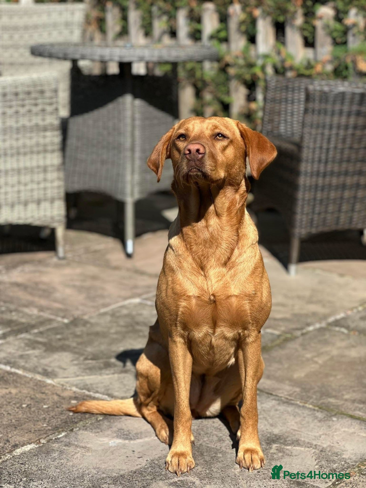 Labrador Retriever dogs for sale: KC registered Fox red Labrador pups - Advert 1