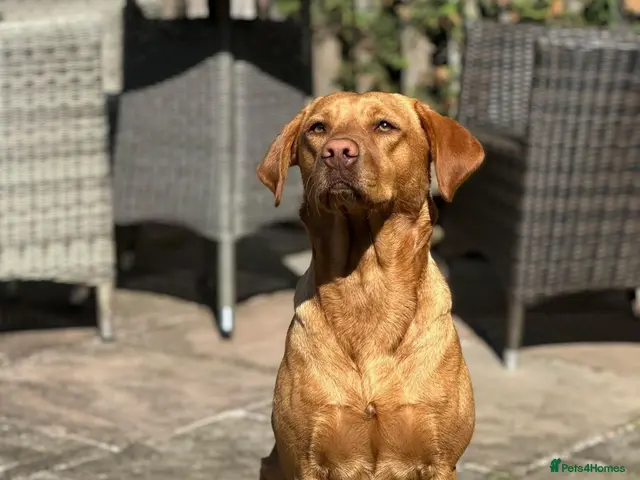 Labrador Retriever dogs for sale: KC registered Fox red Labrador pups - Advert 1