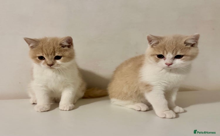 British Shorthair cats - Advert 2