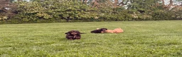 Cockapoo dogs for sale: Stunning F1 Cockerpoos🧸 - Advert 14