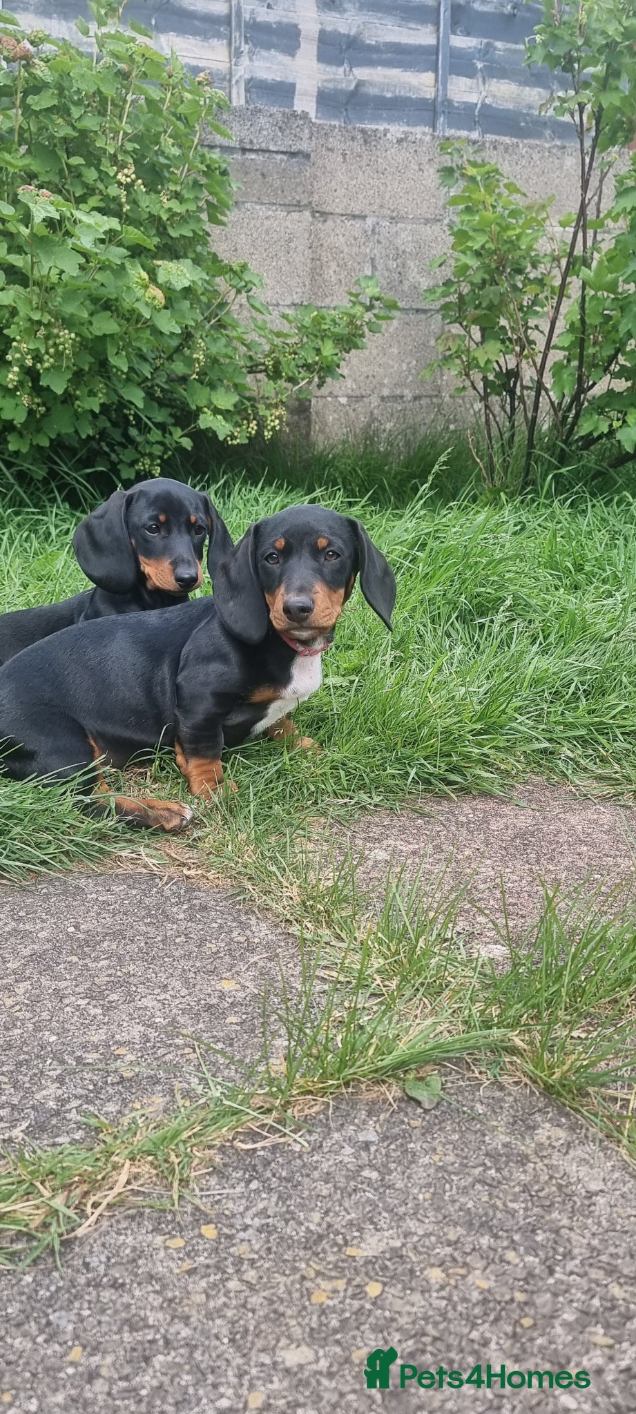 Dachshund dogs Standard dachshund  - Advert 2