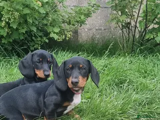 Dachshund dogs Standard dachshund - Advert 1