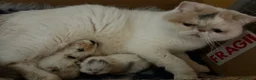 Exotic cats for sale: Two beautiful exotic shorthair babies  - Advert 14