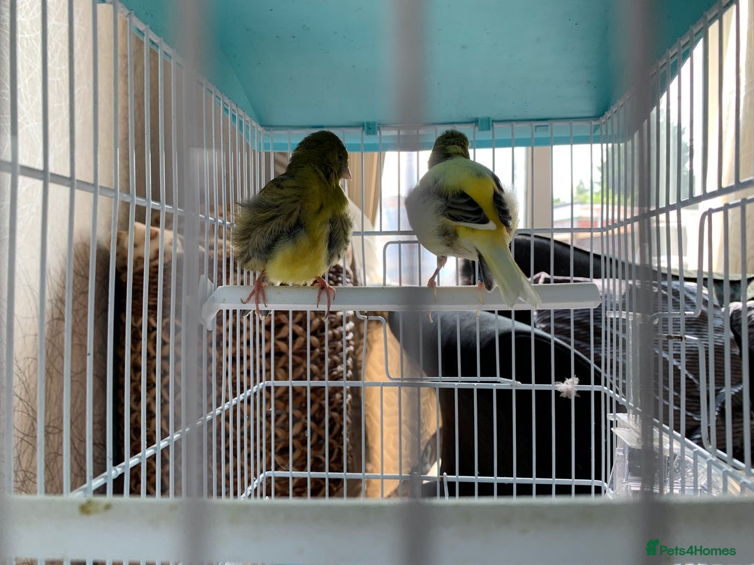 Canaries birds for sale: Breeding pair of canaries - Image 3