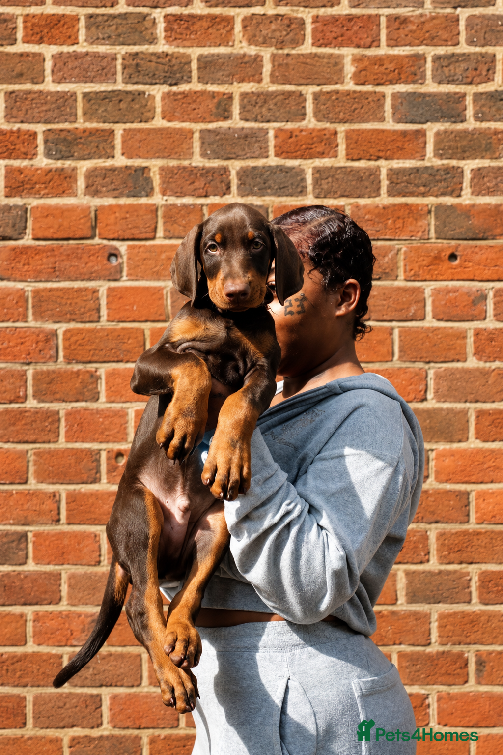 Dobermann dogs European Dobermann Puppies Available  - Advert 10