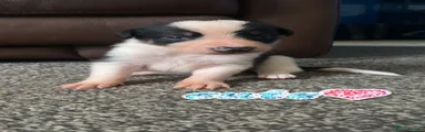 Border Collie 1