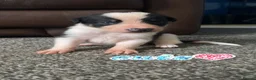 Border Collie dogs for sale: 6 amazing pups  - Advert 12