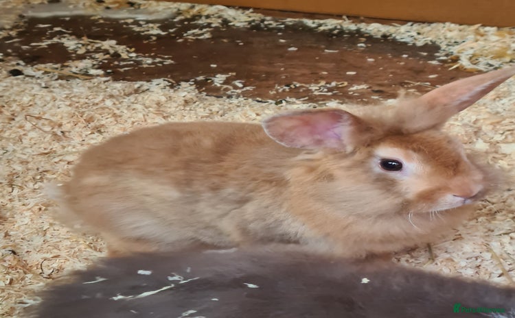 Mini Lion Lop rabbits - Advert 1