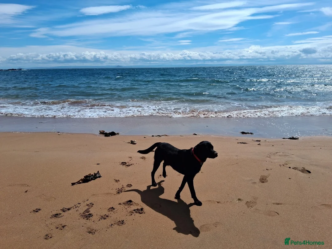 Labrador Retriever dogs for stud: Proven Stud Labrador Retriever - KC Registered - Advert 2