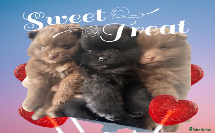 Pomeranian dogs - Advert 2