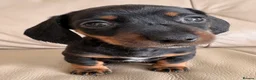 Miniature Dachshund dogs for sale: Last Girl & Boy - Miniature Dachshund Puppies - Advert 17
