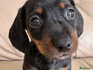 Miniature Dachshund dogs Cutie Beauty Miniature Dachshund Puppies - Advert 3