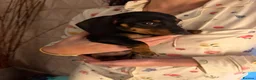 Dachshund dogs for sale: Milo and Dimple - Advert 9