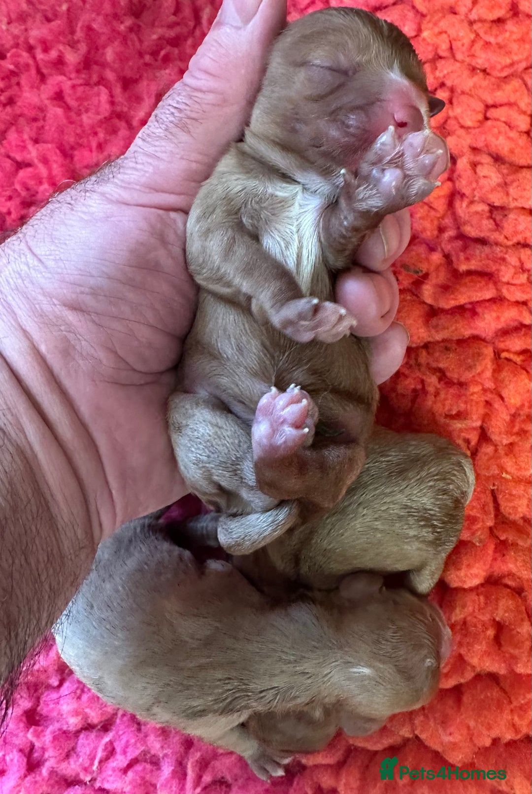 Cavapoo dogs for sale: Cavapoo Puppies - Advert 11