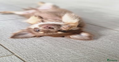 Chihuahua dogs - Advert 9