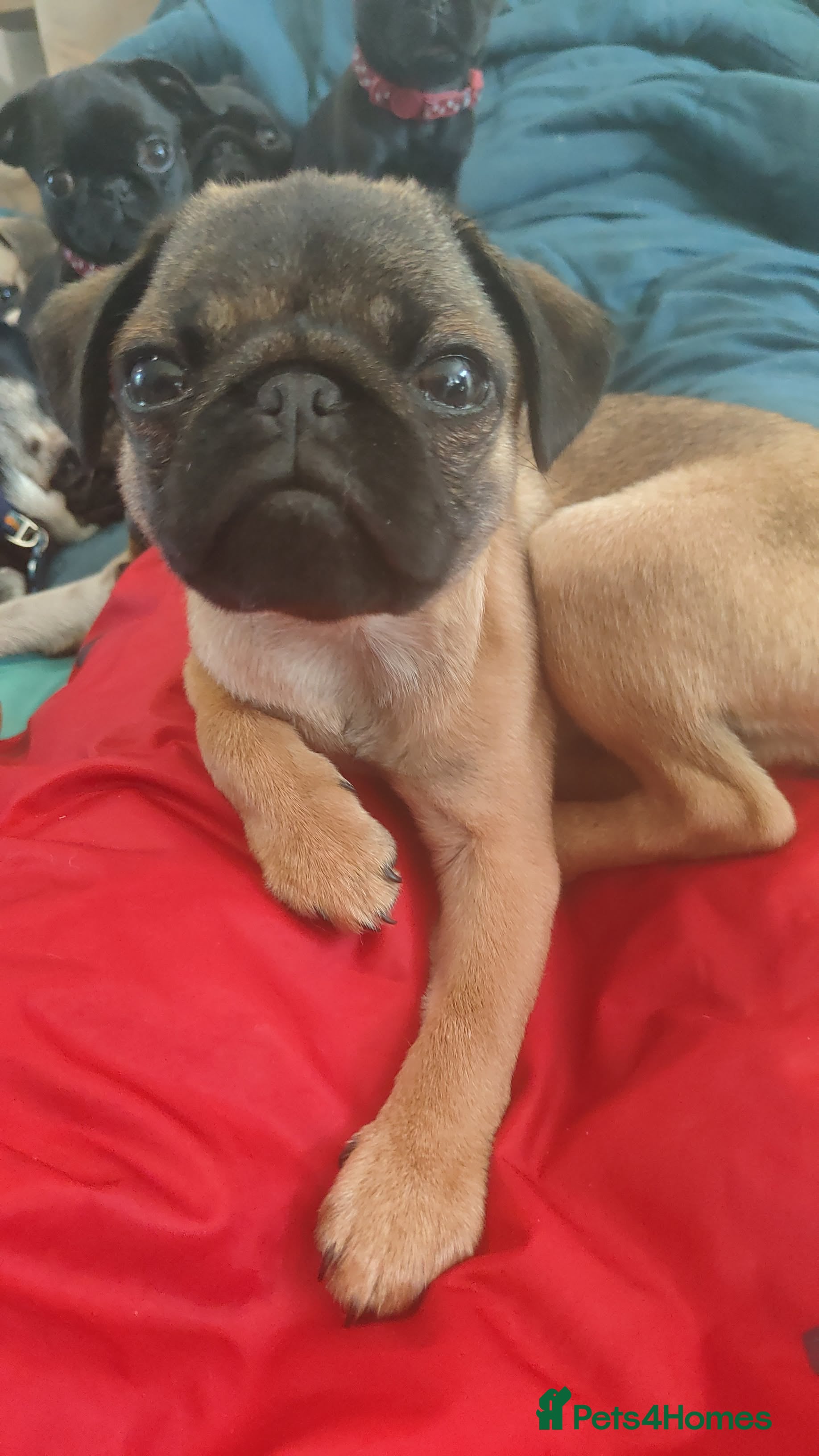 Pug dogs 1st litter Pugs–Vaccinated,Microchip & loving Home - Advert 2
