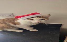 British Shorthair cats for sale: 2 ginger brothers  - Image 15