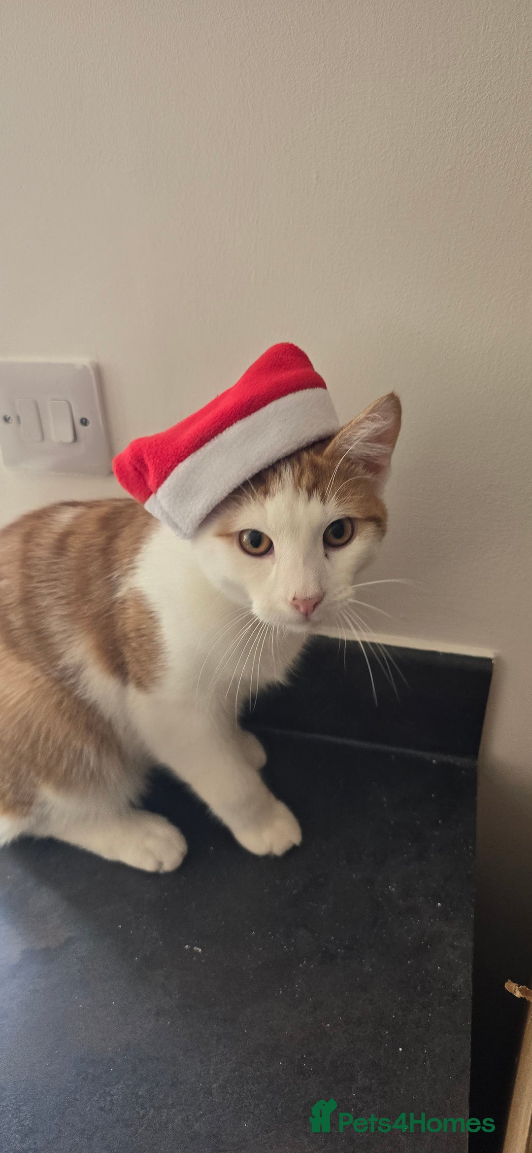 British Shorthair cats for sale: 2 ginger brothers  - Image 15