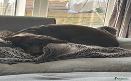 Cocker Spaniel dogs for sale: Gorgeous chocolate working cocker boys - Advert 5