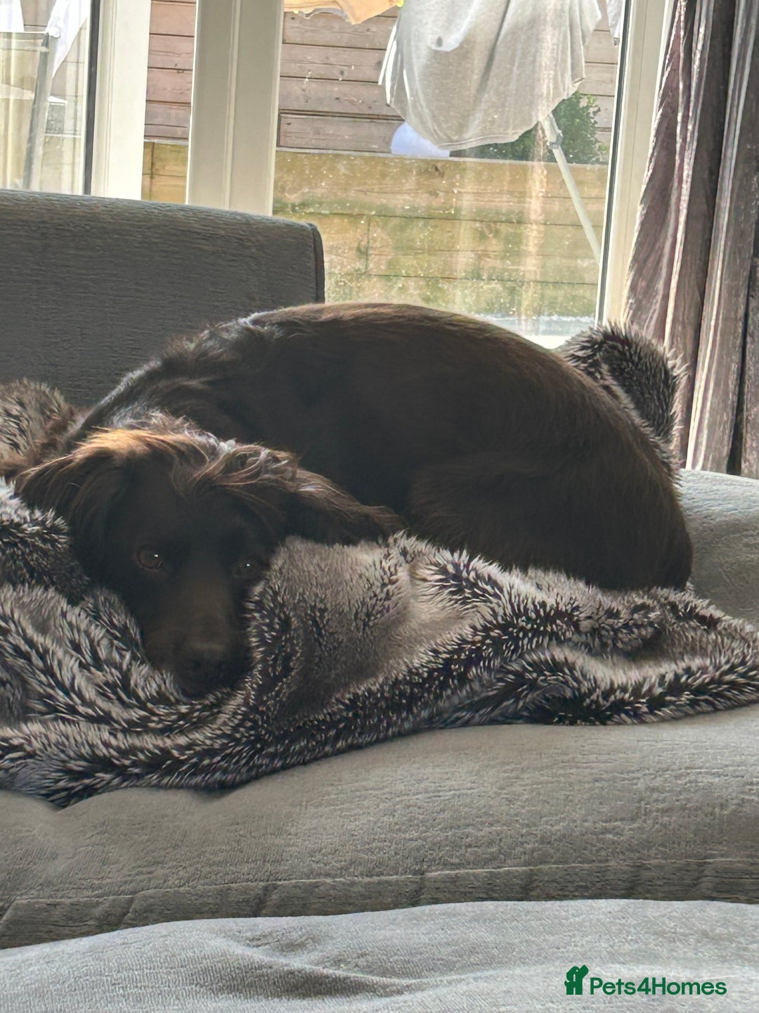 Cocker Spaniel dogs for sale: Gorgeous chocolate working cocker boys - Advert 5