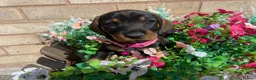 Dachshund dogs for sale: Standard Wire Haired Dachshunds  in Malvern - Advert 10