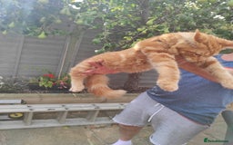 Maine Coon cats for sale: Maine Coon kittens  in Rushden - Image 2