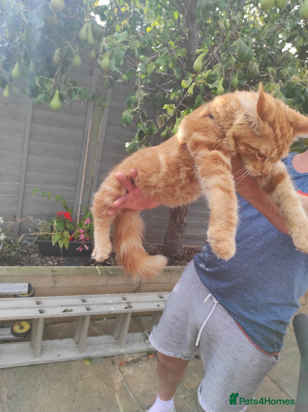 Maine Coon cats for sale: Maine Coon kittens  in Rushden - Image 2
