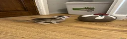 Abyssinian cats for sale: Silver Abyssinian kittens  - Advert 32