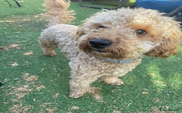 Cockapoo dogs for sale: One female cockapoo left from litter of 6 - Image 12