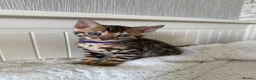 Bengal cats for sale: 🐆Adorable pedigree bengal kittens🐆 - Advert 14