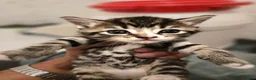 Mixed Breed cats for sale: 💖 Gorgeous British Shorthair Mix Kittens –  🐾 in Peterborough - Advert 23