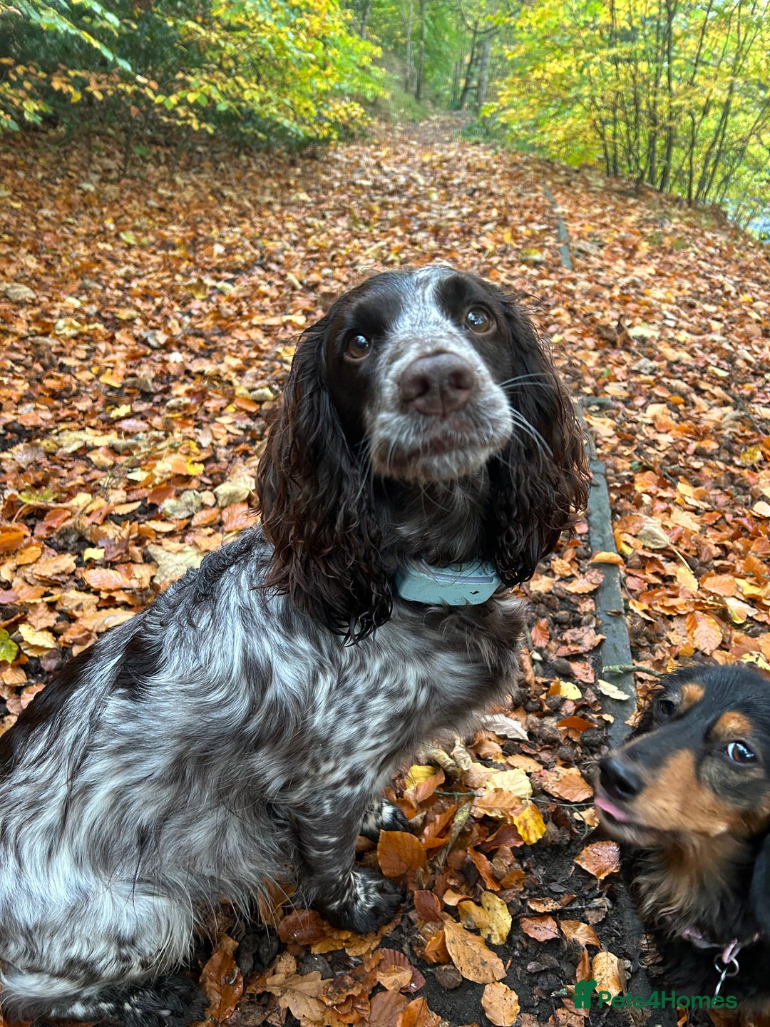Cocker Spaniel dogs for sale: KC Registered Working Cocker Spaniel Puppies  - Advert 28