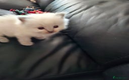 Ragdoll cats for sale: Stunning Ragdoll kittens  - Image 40