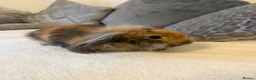 Mini Lion Lop rabbits for sale: 1 x male mini lion lop  - Advert 1