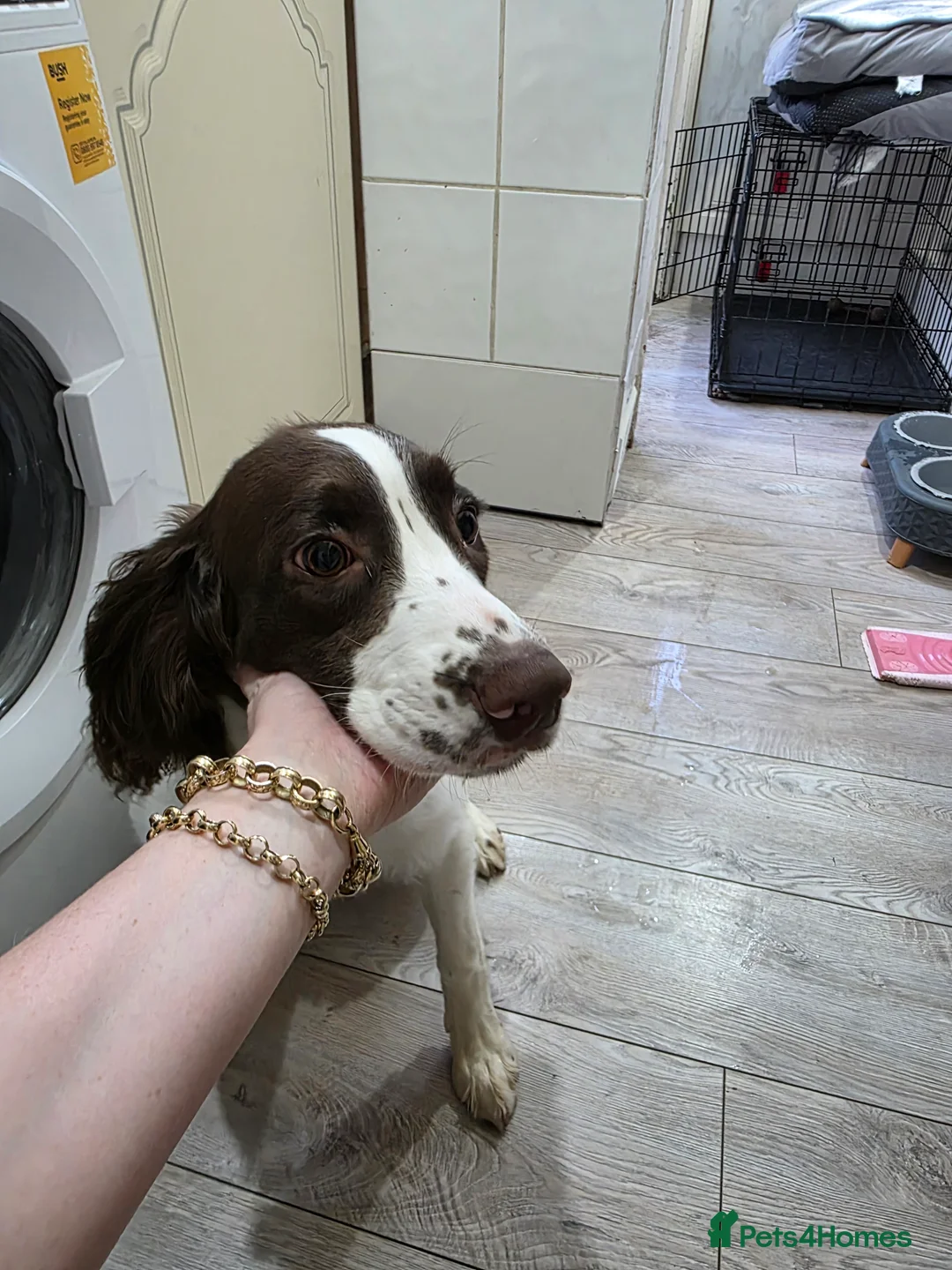 English Springer Spaniel dogs for sale: 6 Months Old Male Springer Spaniel - Advert 6